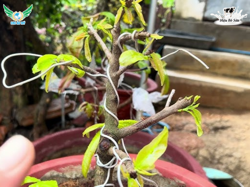 KỸ THUẬT BÓN PHÂN HỮU CƠ CHO MAI VÀNG THEO TỪNG GIAI ĐOẠN