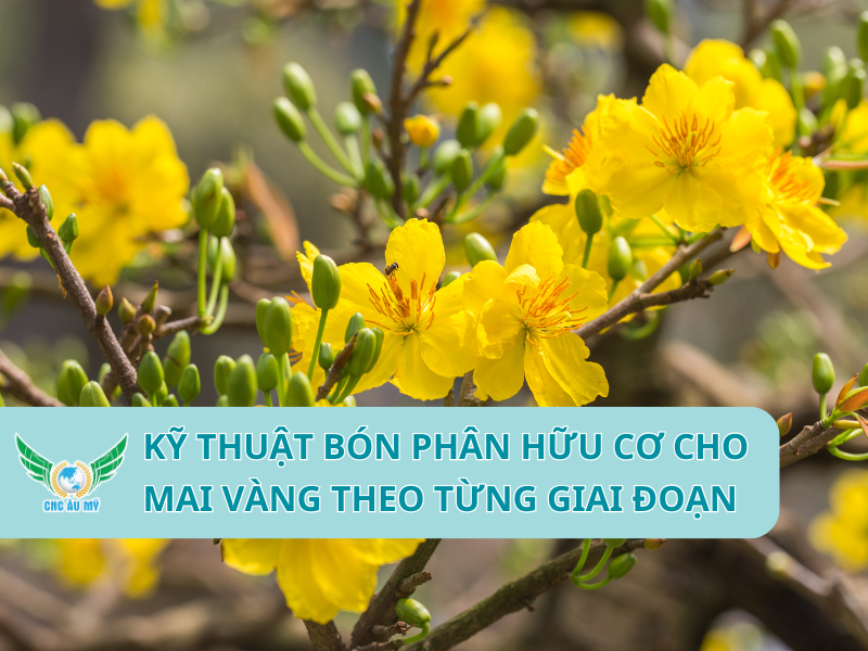 KỸ THUẬT BÓN PHÂN HỮU CƠ CHO MAI VÀNG THEO TỪNG GIAI ĐOẠN
