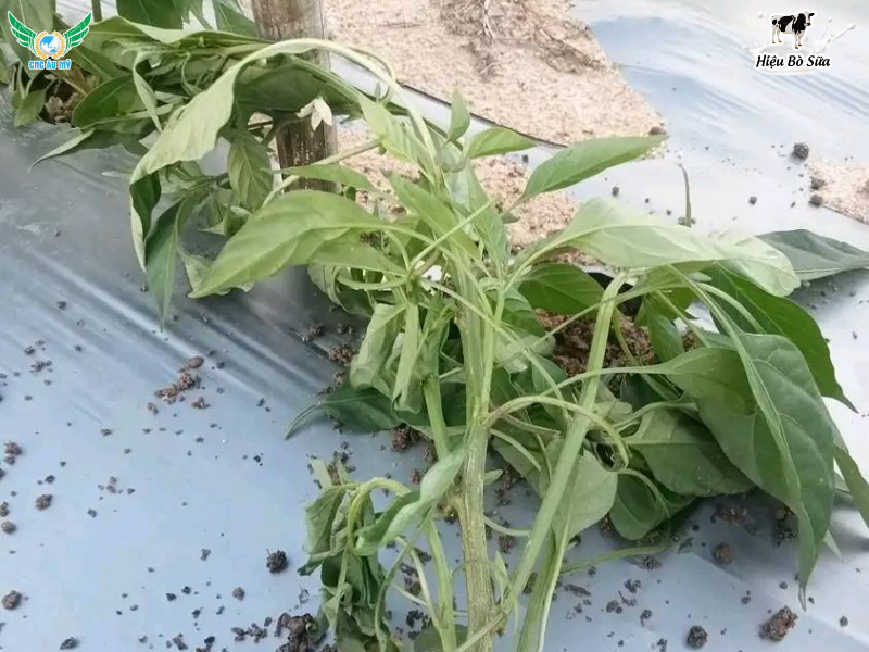 BỆNH HÉO XANH TRÊN ỚT NGUYÊN NHÂN VÀ BIỆN PHÁP XỬ LÝ
