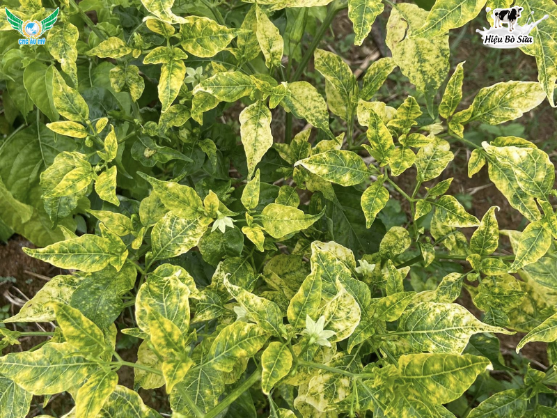 BỆNH KHẢM TRÊN ỚT GIẢI PHÁP GIÚP BÀ CON YÊN TÂM CANH TÁC