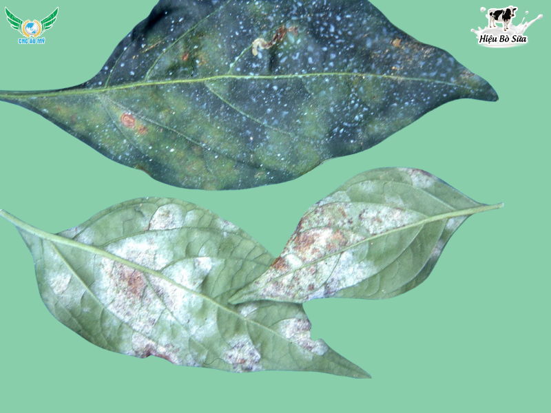 BỆNH MỐC XÁM TRÊN ỚT: NGUYÊN NHÂN, DẤU HIỆU VÀ BIỆN PHÁP PHÒNG TRỊ HIỆU QUẢ