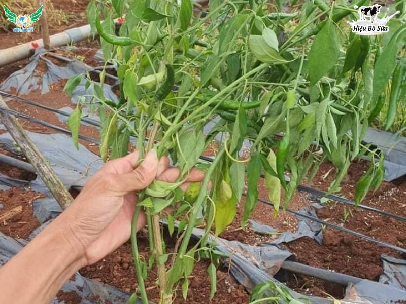 BỆNH THỐI ĐỌT NON TRÊN ỚT NGUYÊN NHÂN DẤU HIỆU VÀ BIỆN PHÁP PHÒNG NGỪA