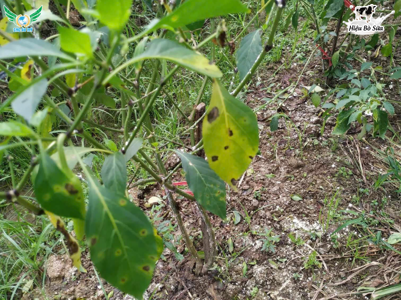 BỆNH ĐỐM LÁ TRÊN ỚT NGUYÊN NHÂN DẤU HIỆU VÀ BIỆN PHÁP PHÒNG NGỪA