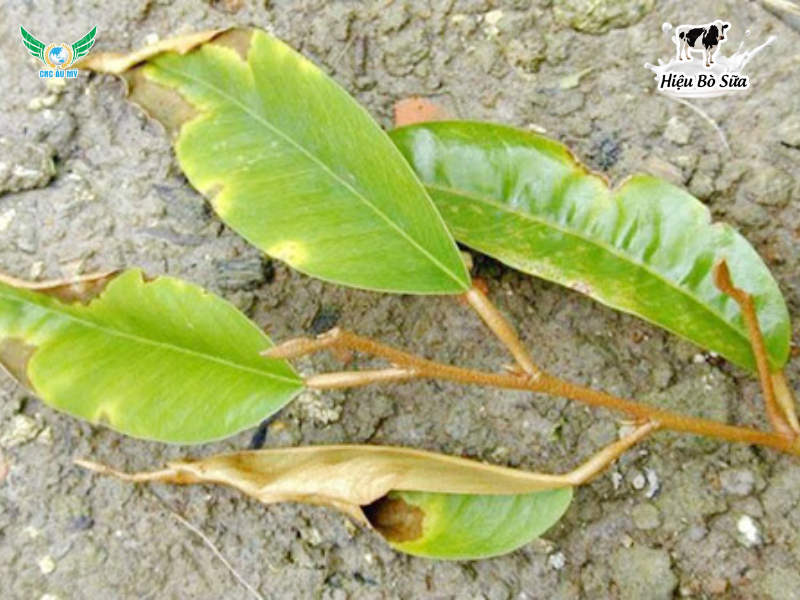 Bệnh thán thư sầu riêng: Bí quyết giải cứu khu vườn xanh - sạch bệnh