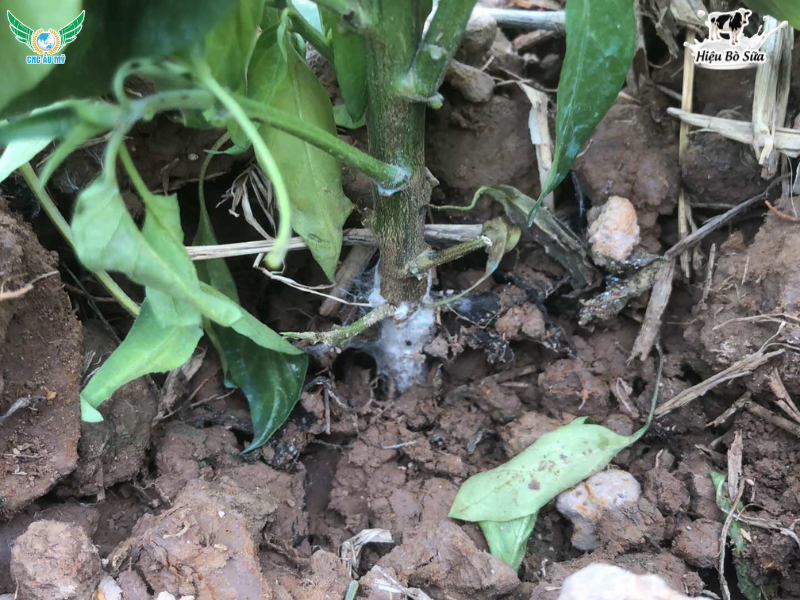 BỆNH HÉO XANH TRÊN ỚT NGUYÊN NHÂN VÀ BIỆN PHÁP XỬ LÝ