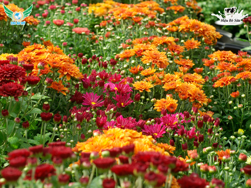 8 LỢI ÍCH KHI SỬ DỤNG PHÂN HỮU CƠ 