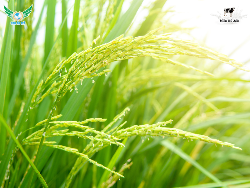 8 LỢI ÍCH KHI SỬ DỤNG PHÂN HỮU CƠ 