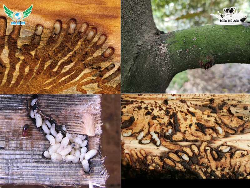 TOP 11 LOẠI SÂU RẦY HẠI SẦU RIÊNG THƯỜNG GẶP