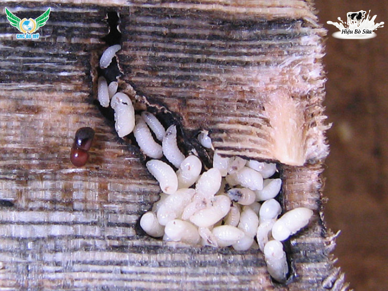 MỌT ĐỤC CÀNH SẦU RIÊNG | DẤU HIỆU VÀ BIỆN PHÁP XỬ LÝ