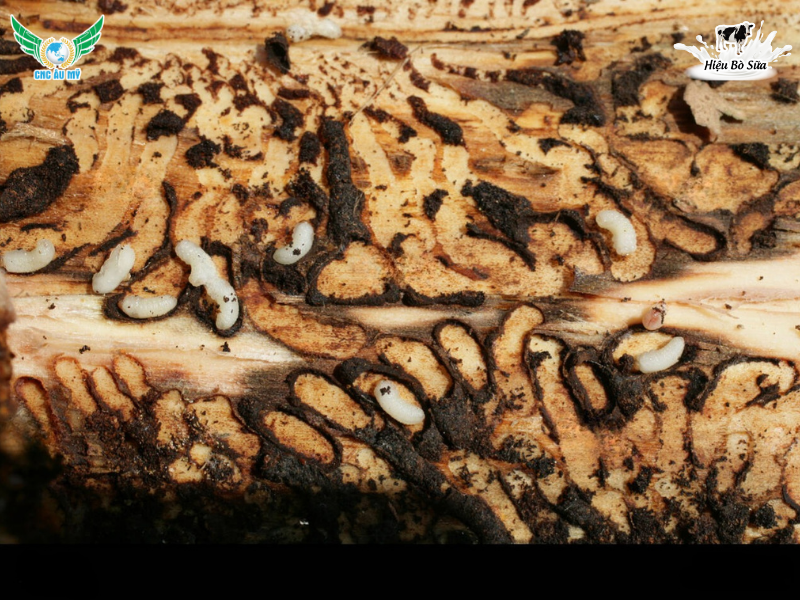 MỌT ĐỤC CÀNH SẦU RIÊNG | DẤU HIỆU VÀ BIỆN PHÁP XỬ LÝ