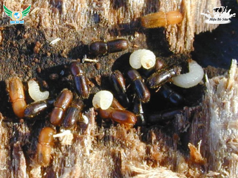 MỌT ĐỤC CÀNH SẦU RIÊNG | DẤU HIỆU VÀ BIỆN PHÁP XỬ LÝ