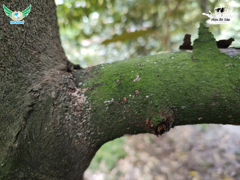 MỌT ĐỤC CÀNH SẦU RIÊNG | DẤU HIỆU VÀ BIỆN PHÁP XỬ LÝ