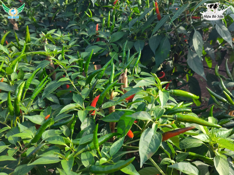 BỆNH THÁN THƯ TRÊN ỚT NGUYÊN NHÂN VÀ BIỆN PHÁP KHẮC PHỤC