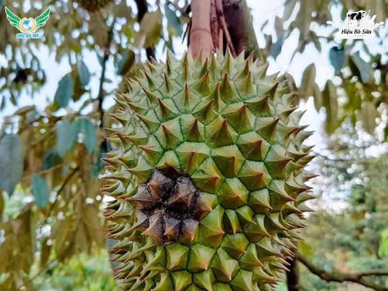 SẦU RIÊNG BỊ NẤM TRÁI NGUYÊN NHÂN VÀ BIỆN PHÁP KHẮC PHỤC