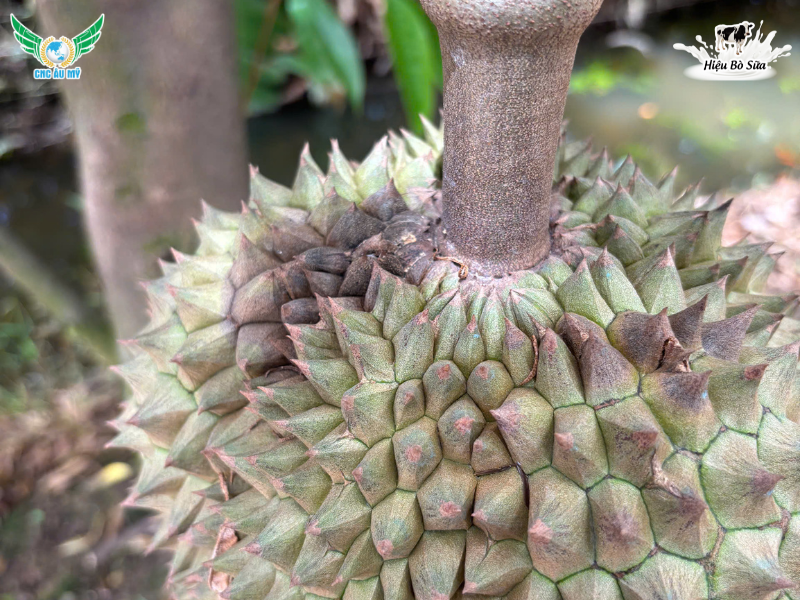 SẦU RIÊNG BỊ NẤM TRÁI NGUYÊN NHÂN VÀ BIỆN PHÁP KHẮC PHỤC