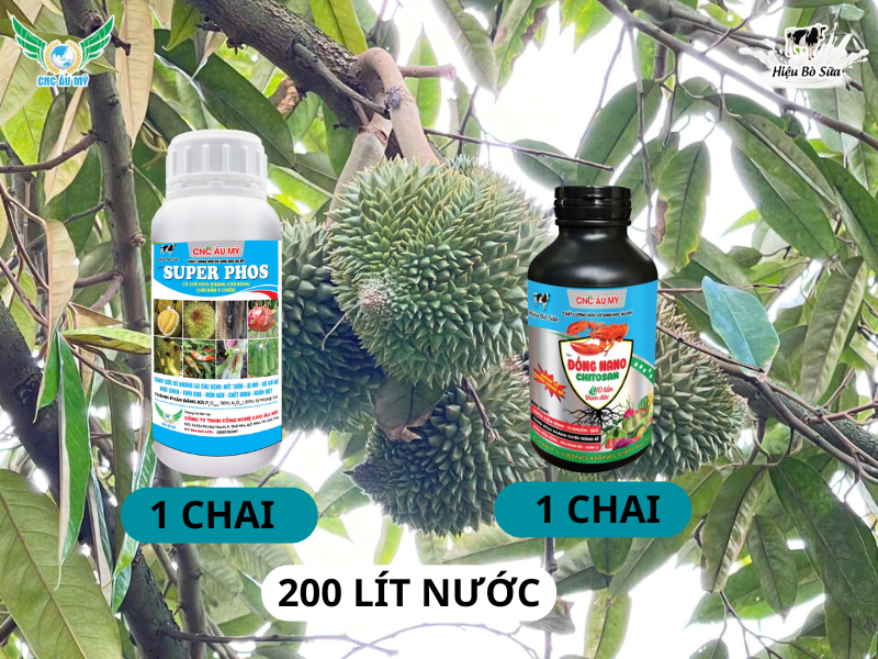 SẦU RIÊNG BỊ NẤM TRÁI NGUYÊN NHÂN VÀ BIỆN PHÁP KHẮC PHỤC