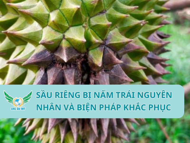 SẦU RIÊNG BỊ NẤM TRÁI NGUYÊN NHÂN VÀ BIỆN PHÁP KHẮC PHỤC