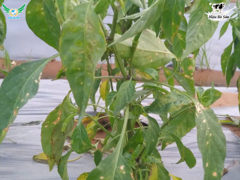 BỆNH ĐỐM LÁ TRÊN ỚT NGUYÊN NHÂN DẤU HIỆU VÀ BIỆN PHÁP PHÒNG NGỪA