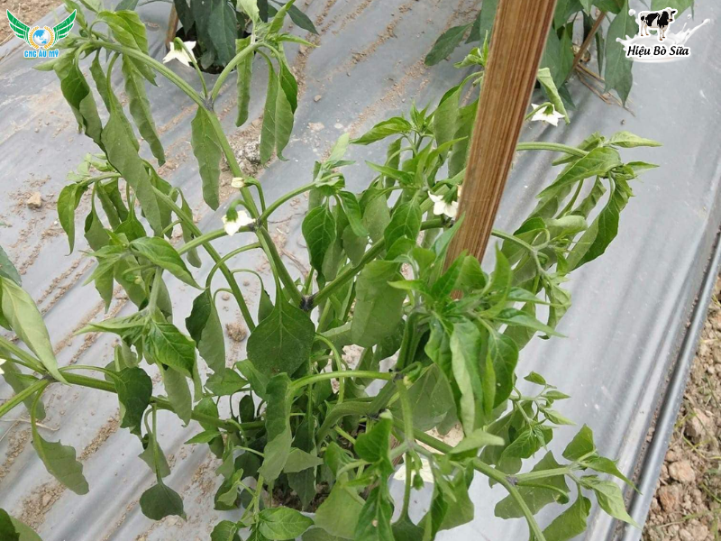 BỆNH HÉO XANH TRÊN ỚT NGUYÊN NHÂN VÀ BIỆN PHÁP XỬ LÝ