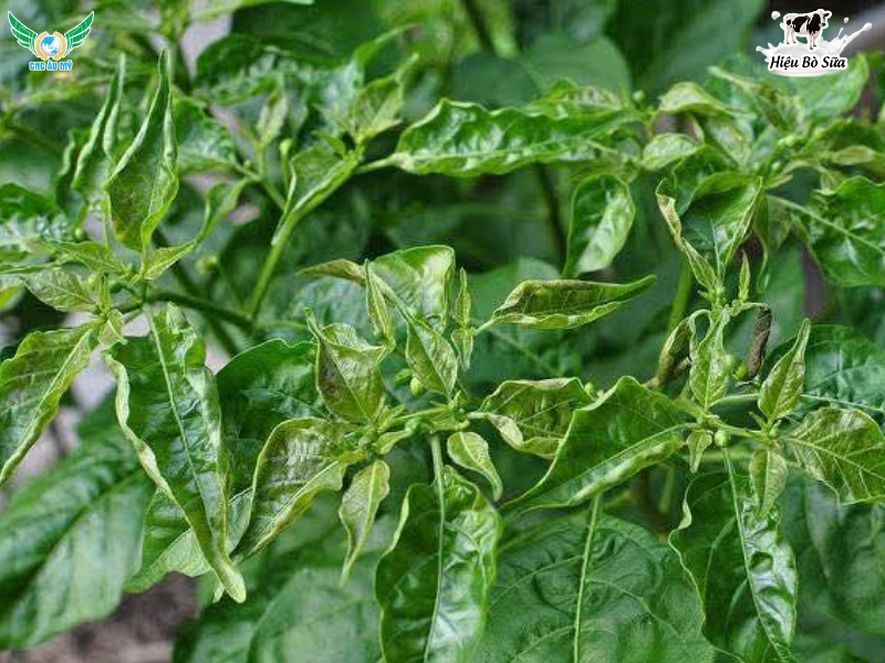 BỆNH KHẢM TRÊN ỚT GIẢI PHÁP GIÚP BÀ CON YÊN TÂM CANH TÁC