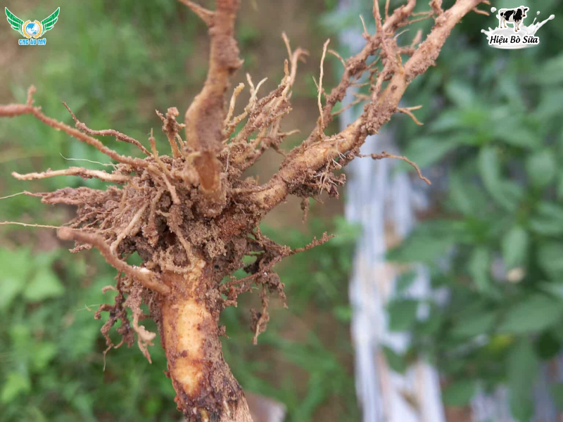 BỆNH THỐI ĐỌT NON TRÊN ỚT NGUYÊN NHÂN DẤU HIỆU VÀ BIỆN PHÁP PHÒNG NGỪA