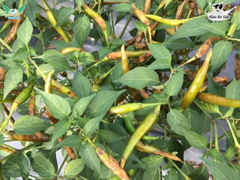 BỆNH THÁN THƯ TRÊN ỚT NGUYÊN NHÂN VÀ BIỆN PHÁP KHẮC PHỤC