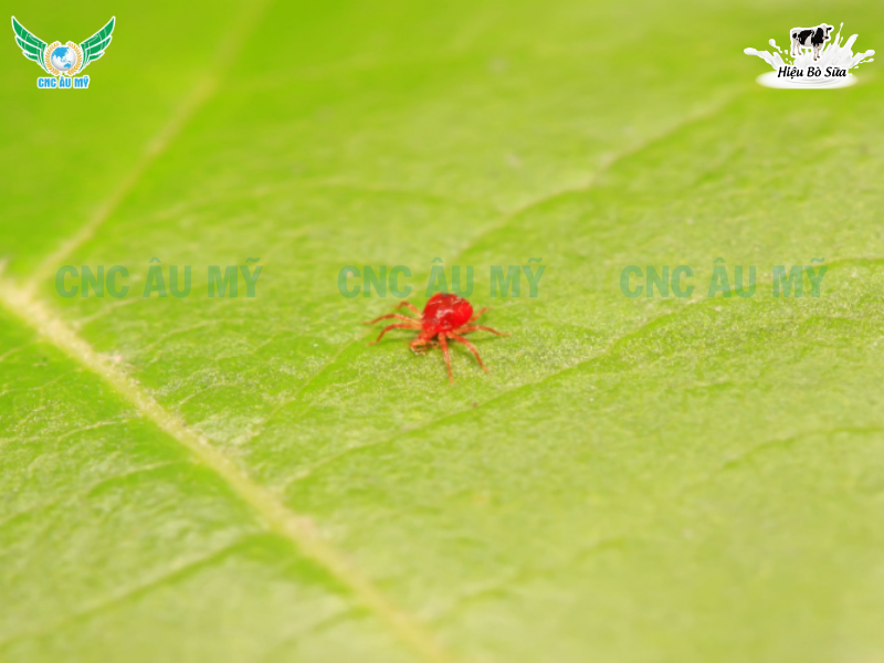 NHỆN ĐỎ | DẤU HIỆU VÀ CÁCH KHẮC PHỤC