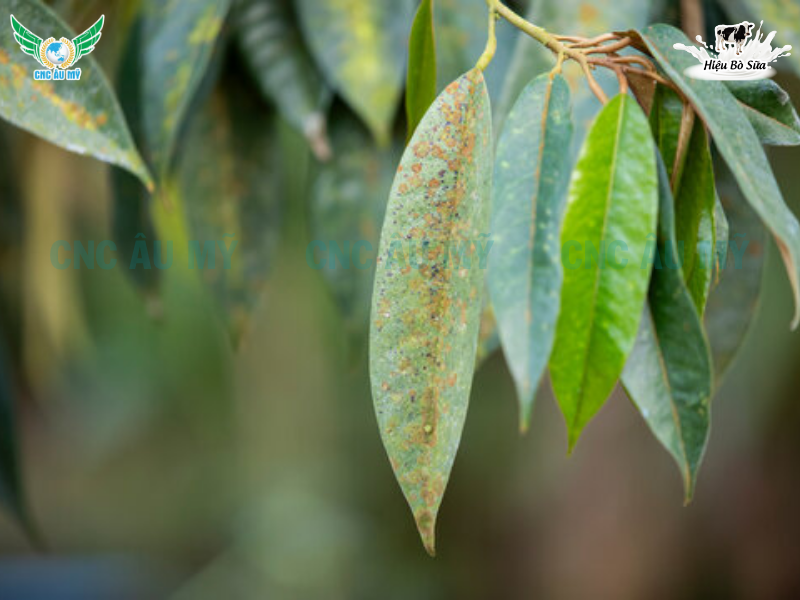 NHỆN ĐỎ | DẤU HIỆU VÀ CÁCH KHẮC PHỤC