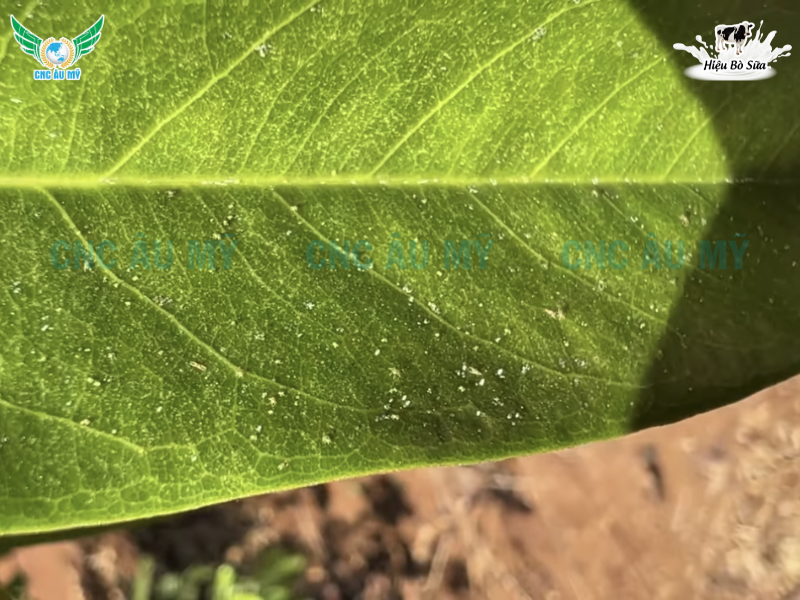 NHỆN ĐỎ | DẤU HIỆU VÀ CÁCH KHẮC PHỤC