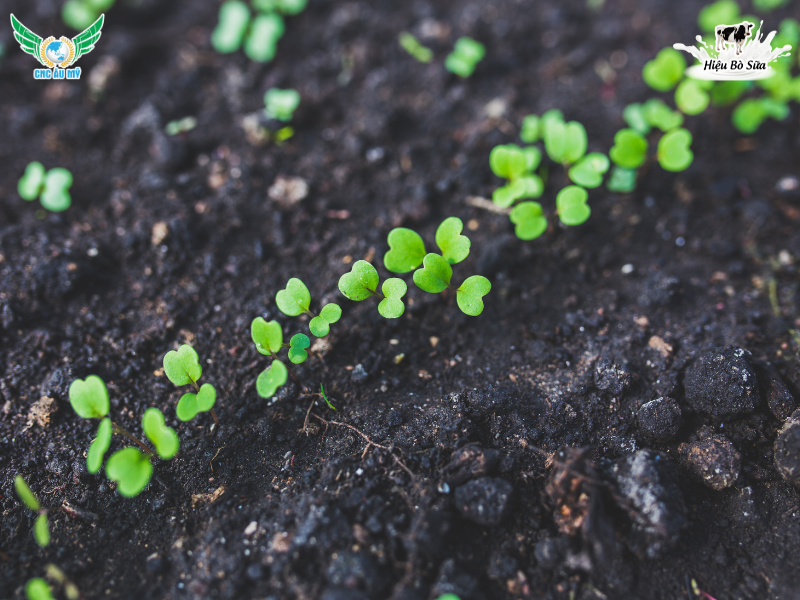 PHÂN BÓN HUMIC LÀ GÌ? CÓ CÔNG DỤNG NHƯ THẾ NÀO?