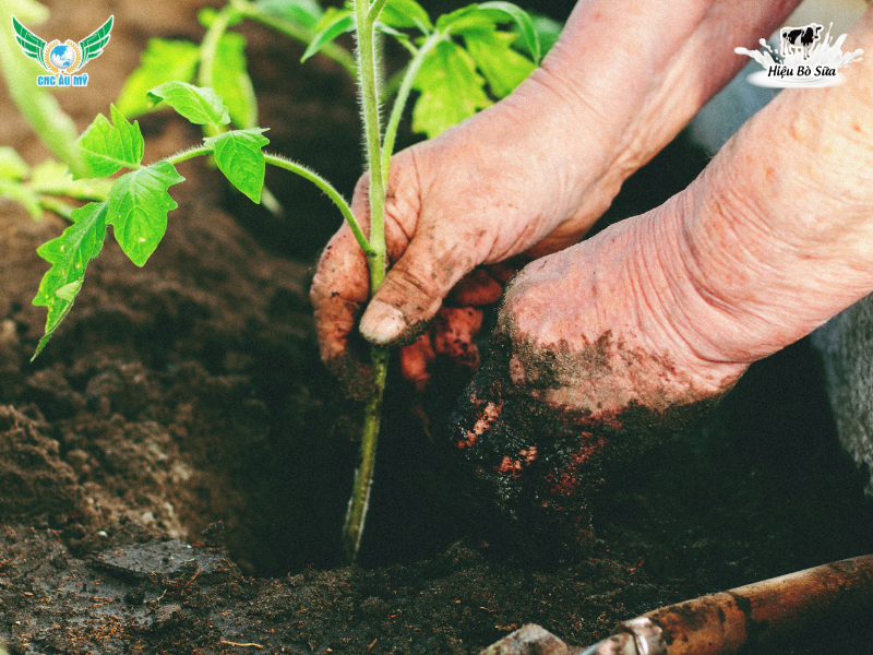 PHÂN BÓN HUMIC LÀ GÌ? CÓ CÔNG DỤNG NHƯ THẾ NÀO?