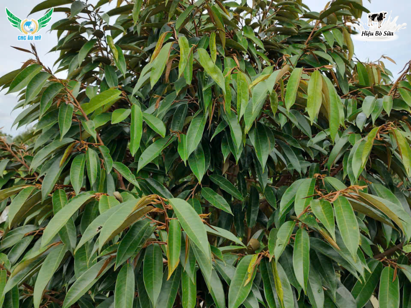 PHÂN BÓN HUMIC LÀ GÌ? CÓ CÔNG DỤNG NHƯ THẾ NÀO?