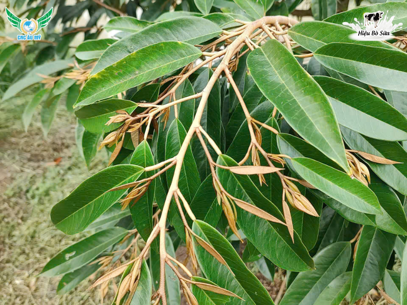 PHÂN BÓN HUMIC LÀ GÌ? CÓ CÔNG DỤNG NHƯ THẾ NÀO?