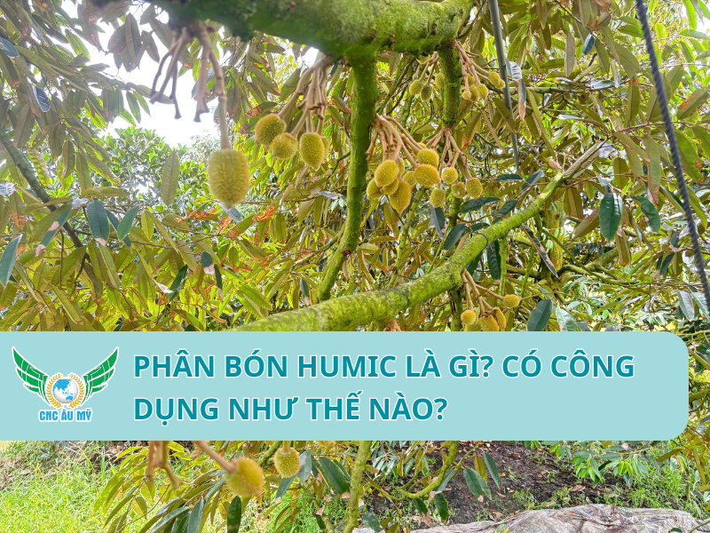 PHÂN BÓN HUMIC LÀ GÌ? CÓ CÔNG DỤNG NHƯ THẾ NÀO?