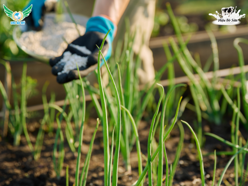 PHÂN HỮU CƠ KHOÁNG LÀ GÌ? LỢI ÍCH VÀ CÁCH SỬ DỤNG