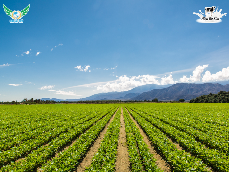 PHÂN HỮU CƠ KHOÁNG LÀ GÌ? LỢI ÍCH VÀ CÁCH SỬ DỤNG