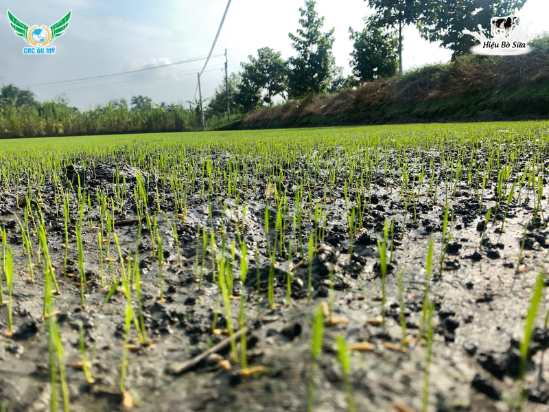 PHÂN HỮU CƠ KHOÁNG LÀ GÌ? LỢI ÍCH VÀ CÁCH SỬ DỤNG