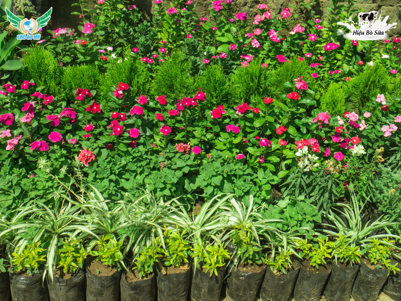 Phân bón cho cây cảnh? Cách chọn và cách bón giúp cây xanh tốt