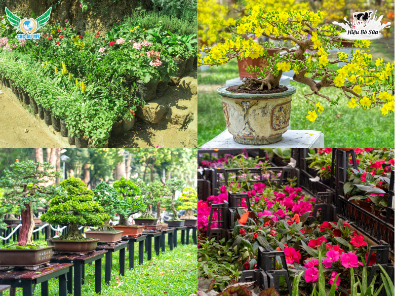 Phân bón cho cây cảnh? Cách chọn và cách bón giúp cây xanh tốt