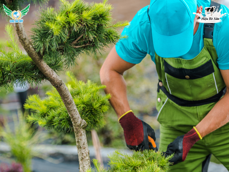 Phân bón cho cây cảnh? Cách chọn và cách bón giúp cây xanh tốt