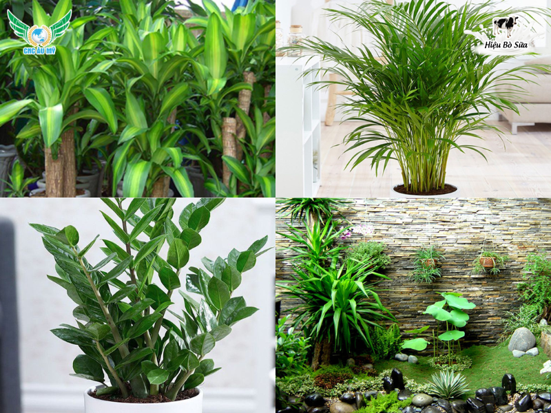 Phân bón cho cây cảnh? Cách chọn và cách bón giúp cây xanh tốt