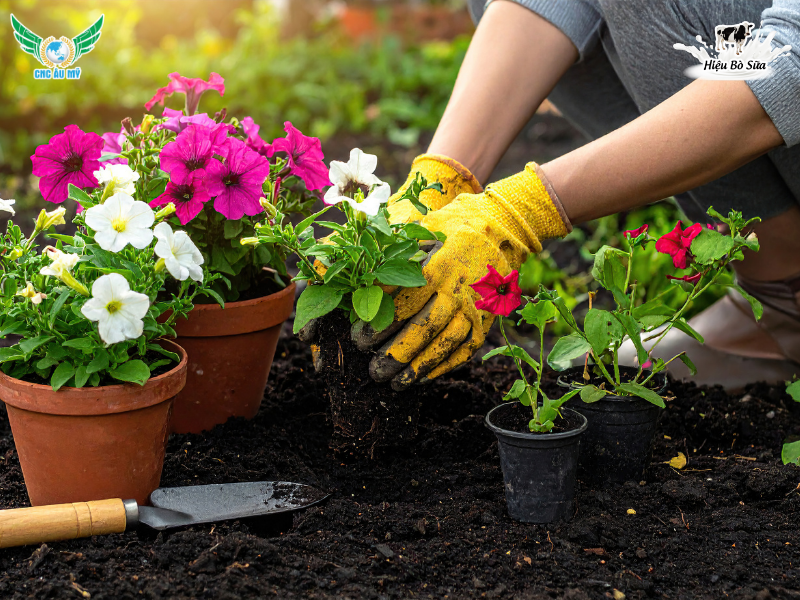 PHÂN BÓN HỮU CƠ SINH HỌC: KHÁI NIỆM, PHÂN LOẠI VÀ CÁCH SỬ DỤNG