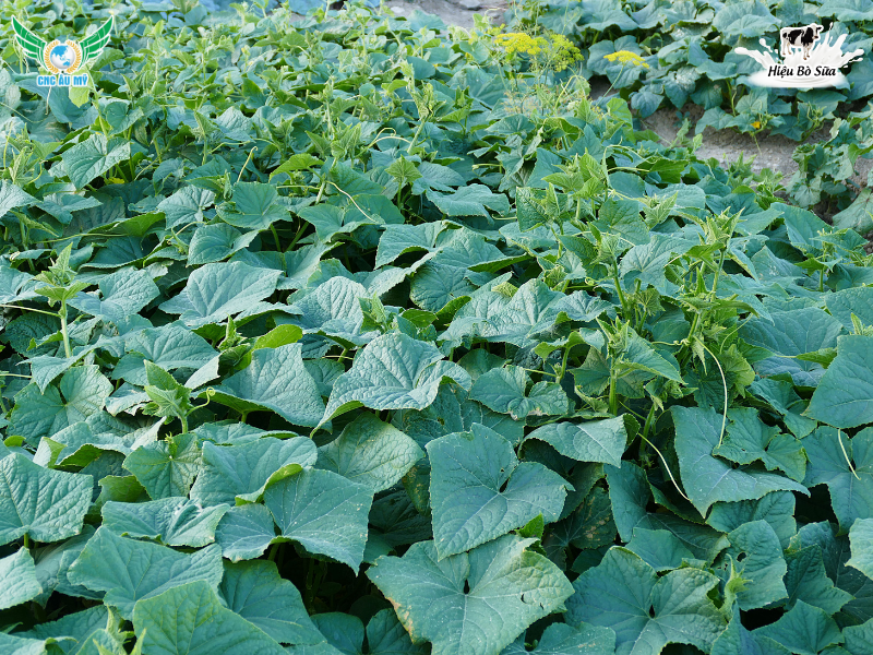 PHÂN BÓN HỮU CƠ SINH HỌC: KHÁI NIỆM, PHÂN LOẠI VÀ CÁCH SỬ DỤNG