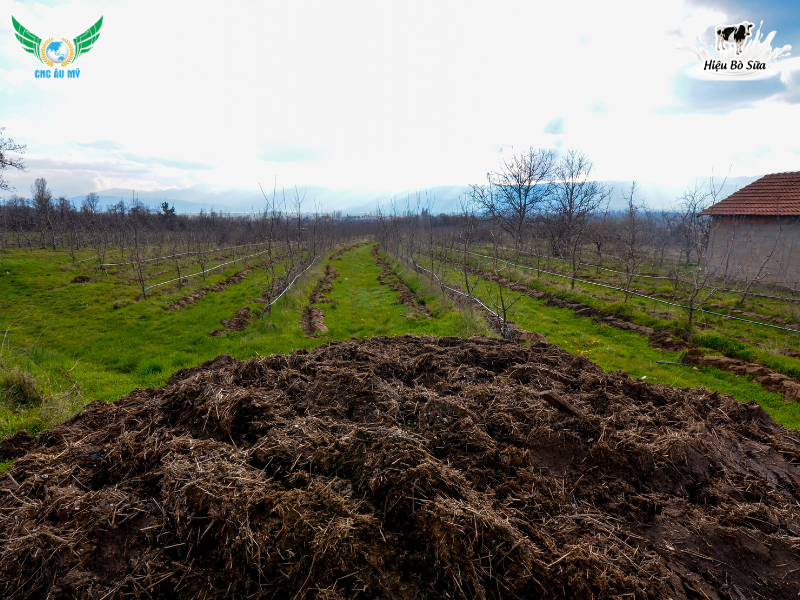 Phân bón hữu cơ truyền thống? Phân loại, vai trò và lợi ích đối với cây trồng