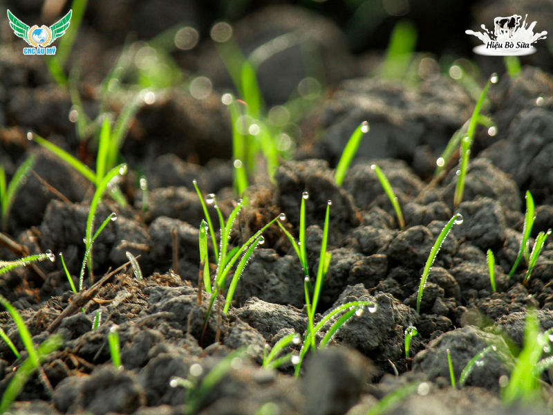 Phân bón hữu cơ truyền thống? Phân loại, vai trò và lợi ích đối với cây trồng