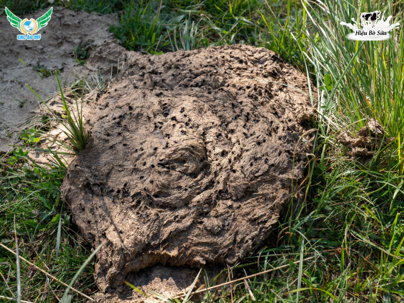 Phân bón hữu cơ truyền thống? Phân loại, vai trò và lợi ích đối với cây trồng