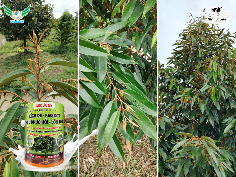 PHÂN HỮU CƠ LÀ GÌ? PHÂN LOẠI, TÁC DỤNG VÀ HƯỚNG DẪN SỬ DỤNG