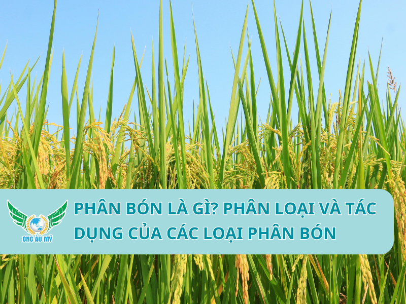 Phân bón là gì? Phân loại và tác dụng của các loại phân bón