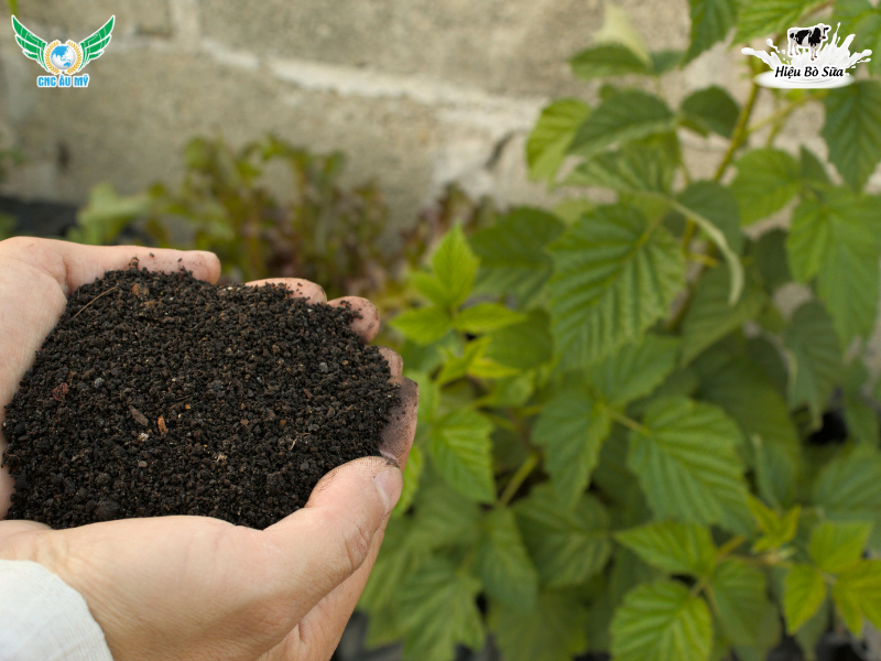 Phân bón là gì? Phân loại và tác dụng của các loại phân bón