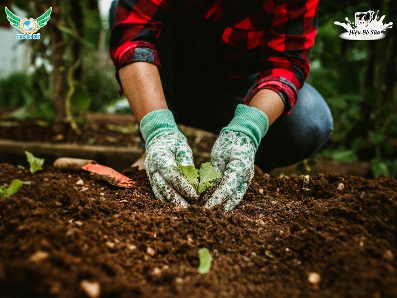 Phân bón là gì? Phân loại và tác dụng của các loại phân bón